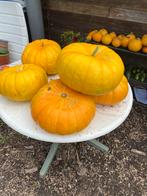 Pompoen/ courgette /courgette /Butternut, Ophalen