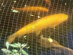Albino graskarpers, Karper of Koi