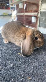 Duitse hangoor konijn, Dieren en Toebehoren, Konijnen, Hangoor