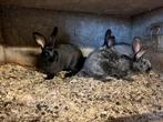 Vleeskonijnen, Dieren en Toebehoren, Meerdere dieren, Groot, 0 tot 2 jaar