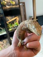 Laechianus/ gecko géant nouvelle Calédonie/ lézard, Dieren en Toebehoren, Reptielen en Amfibieën | Toebehoren, Ophalen of Verzenden