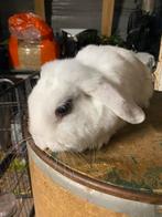Voedster konijn, Klein, Vrouwelijk, 0 tot 2 jaar, Hangoor