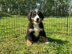 Berner Sennen pups, België, CDV (hondenziekte), Meerdere, Meerdere dieren