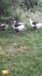 Vlaamse gans 2025, Dieren en Toebehoren, Pluimvee, Mannelijk, Gans of Zwaan