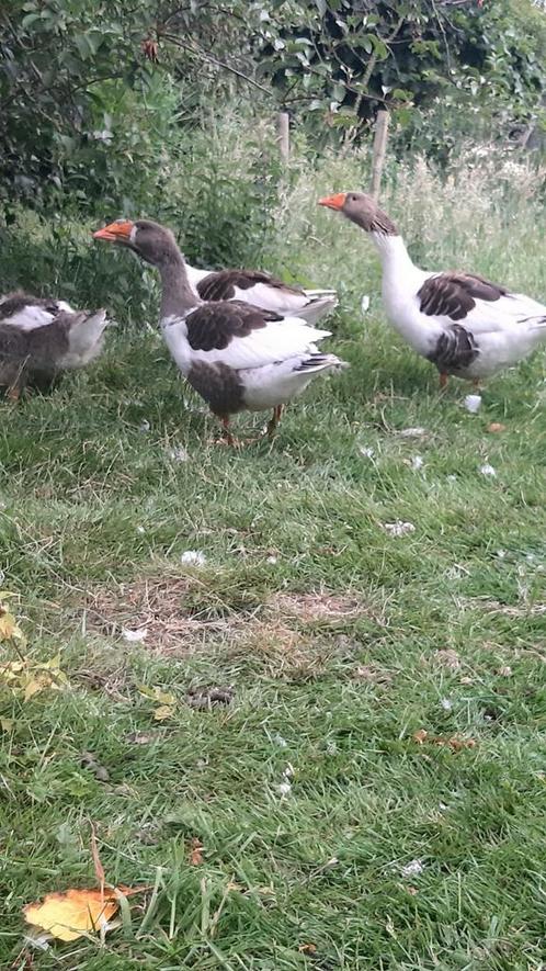 Vlaamse gans 2025, Dieren en Toebehoren, Pluimvee, Gans of Zwaan, Mannelijk