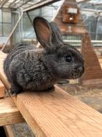 Konijn, Geslacht onbekend, Klein, 0 tot 2 jaar