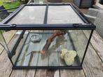 terrarium Exo Terra 45x45x30 cm, Dieren en Toebehoren, Ophalen, Zo goed als nieuw, Terrarium of Paludarium