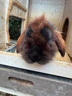 Zwart hangoor konijn, Dieren en Toebehoren, Konijnen, Mannelijk, Klein, Hangoor, 0 tot 2 jaar
