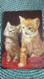 4 x cartes postales avec des animaux et des chats, Collections, Cartes postales | Animaux, Enlèvement ou Envoi, Non affranchie