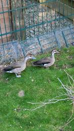 Roodschoudertalin eend, Meerdere dieren, Eend