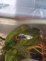 Guppies, Dieren en Toebehoren