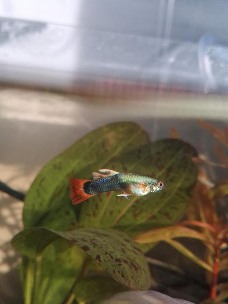 Guppies, Dieren en Toebehoren, Vissen | Aquariumvissen