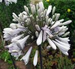 Agapanthes "Windsor Grey", Jardin & Terrasse, Plantes | Jardin, Enlèvement
