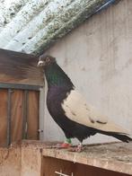 beau coq à vendre, Animaux & Accessoires