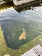 Chagoi, Dieren en Toebehoren, Vissen | Vijvervissen, Karper of Koi