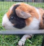 2 cavia zeugjes us teddy, Dieren en Toebehoren, Vrouwelijk, Cavia, Tam