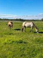 Stal te huur te Stabroek, Dieren en Toebehoren, Stalling en Weidegang, Weidegang