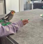 2 tamme valkparkieten, Dieren en Toebehoren