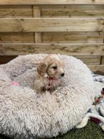 Mooie medium goldendoodle pups, Autres races, Plusieurs, Hépatite contagieuse (maladie de Rubarth), Belgique