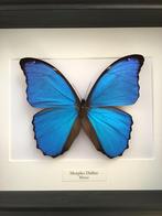 Echte Morpho Didius-vlinder genaturaliseerd onder het frame, Verzamelen, Nieuw, Opgezet dier, Ophalen of Verzenden, Insect
