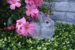 Chinchilla Kleurdwerg, Mannelijk, Dwerg