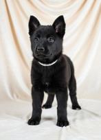 Herder PUPS ZWART VEO werkhonden met FCI Stamboom, Dieren en Toebehoren, België, Fokker | Hobbymatig, 8 tot 15 weken, CDV (hondenziekte)