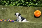 Prachtige Biewer Yorkshire pups, Dieren en Toebehoren, Honden | Jack Russells en Terriërs, Yorkshire Terriër, België, CDV (hondenziekte)