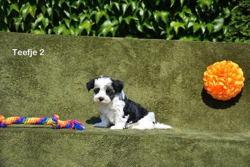 Prachtige Biewer Yorkshire pups, Dieren en Toebehoren, Honden | Jack Russells en Terriërs, Meerdere dieren, Yorkshire Terriër