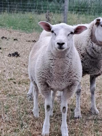 Raszuivere swifter ram, Mâle, Mouton, 0 à 2 ans