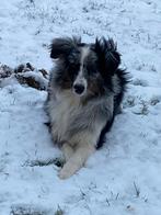 border collie male blue merle, Animaux & Accessoires, 15 semaines à 1 an, Chien (mâle), Belgique, Éleveur | Professionnel