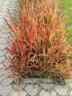 Imperata cylindrica 'Red Baron' JAPANS BLOEDGRAS, Enlèvement ou Envoi, Hiver