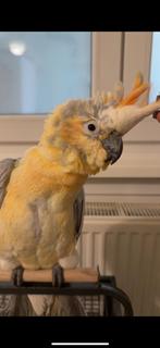 Hybride kaketoe, Dieren en Toebehoren, Mannelijk, Papegaai, Pratend