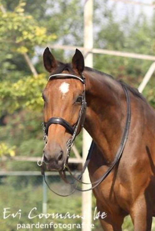 Passier stang en trens hoofdstel full, Dieren en Toebehoren, Paarden en Pony's | Hoofdstellen en Tuigage, Zo goed als nieuw, Dressuur
