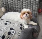 Cavapoo teefje zoekt een gouden mandje, Dieren en Toebehoren, België, Fokker | Hobbymatig, CDV (hondenziekte), 8 tot 15 weken