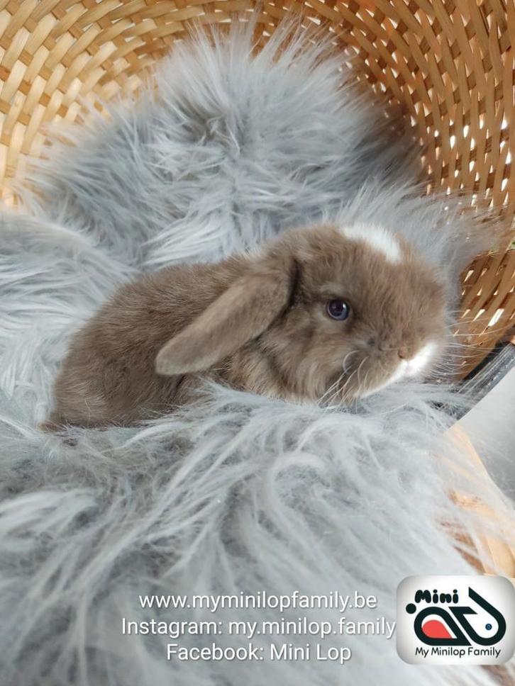 Raszuiver baby minilop konijn ram (transport mogelijk), Dieren en Toebehoren, Konijnen, Dwerg, Mannelijk, 0 tot 2 jaar, Hangoor