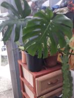 MONSTERA AUREA STEKKEN OF PLANT, Maison & Meubles, Enlèvement ou Envoi, Autres espèces, Ombre partielle, Moins de 100 cm