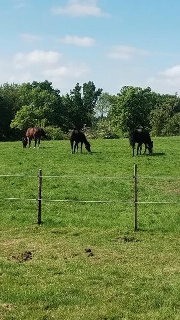 Paarden Verzorger / Hulp Gezocht. beschikbaar voor biedingen