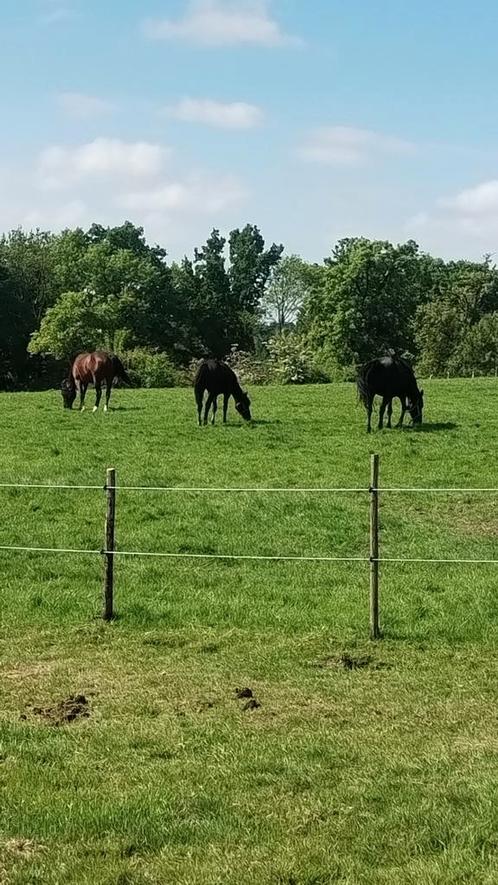 Paarden Verzorger / Hulp Gezocht., Dieren en Toebehoren, Paarden