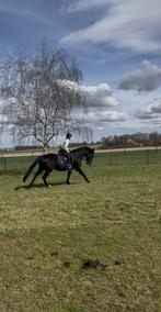 Ruiter aangeboden, Dieren en Toebehoren, Paarden en Pony's | Verzorgingsproducten, Ophalen