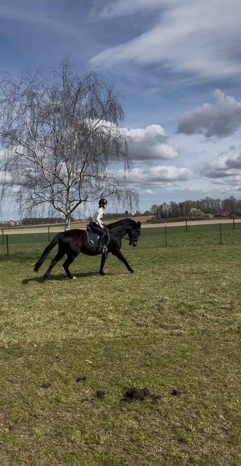 Ruiter aangeboden, Dieren en Toebehoren, Paarden en Pony's | Verzorgingsproducten, Ophalen