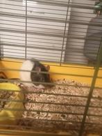 Tamme ratten, Dieren en Toebehoren, Meerdere dieren, Rat, Tam