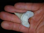 Otodus haaietand, Verzamelen, Mineralen en Fossielen, Ophalen of Verzenden