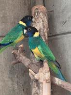 Perruches Portlinkon âgées de 2 ans