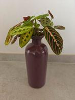 Paarse vaas hoogte 30 cm, Enlèvement