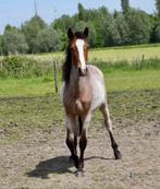 3jarige d pony, Dieren en Toebehoren, Gechipt