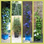 KLIMPLANTREKKEN OM EN TEGEN HET HUIS, Ophalen of Verzenden, Nieuw