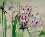 Vijverplant zwanebloem wprdt 1m tot 1.25 hppg ⁸, Ophalen