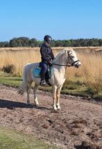 Gouden palomino B-pony ruin, Dieren en Toebehoren, Pony's, Gechipt, Ruin, Springpony, L
