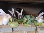 Duitse reuzen rammen, Dieren en Toebehoren, Konijnen
