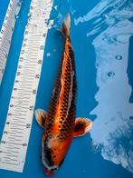 40 cm kujaku koi, Dieren en Toebehoren, Vissen | Vijvervissen, Karper of Koi